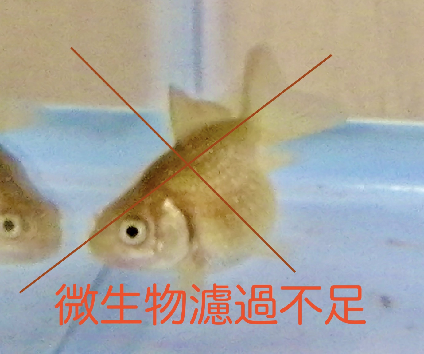 ピンポンパール稚魚の育て方