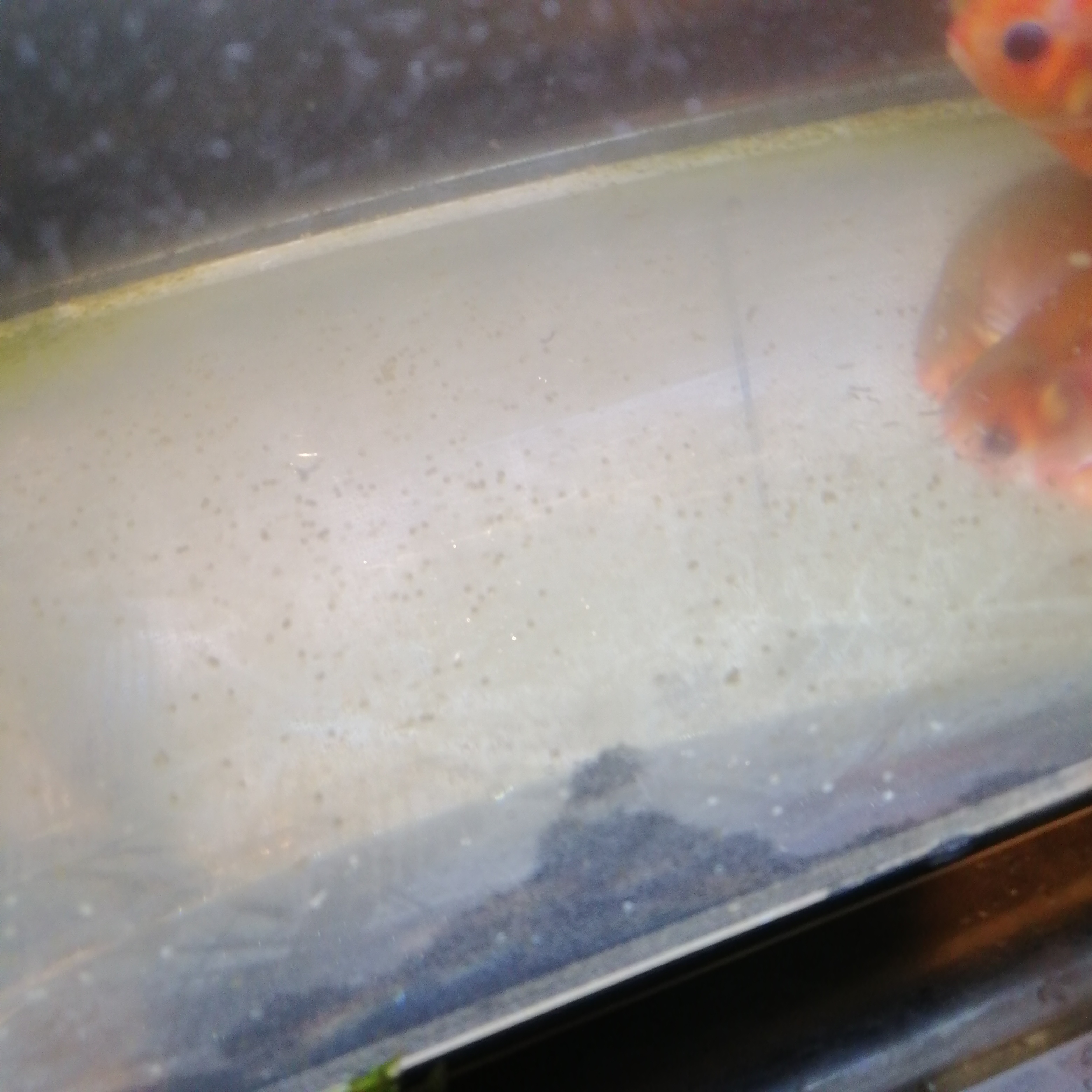 ピンポンパール産卵直後水槽